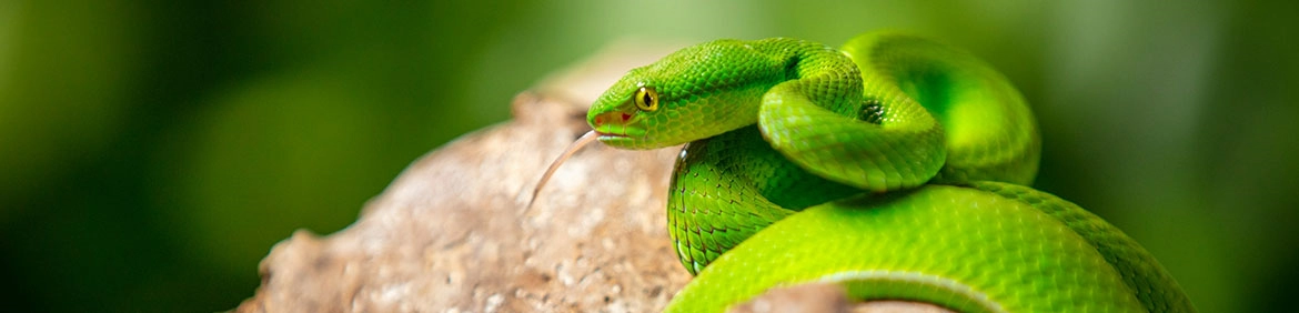 terrarystyka wąż